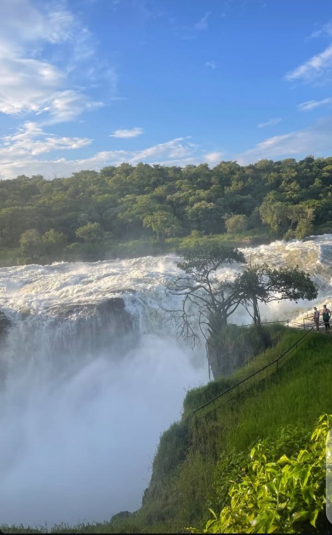 Every visit to Murchison Falls is a reminder that the wild never forgets to amaze.
Let's explore the pearl together 
#VisitUganda 
#ExploreUganda
