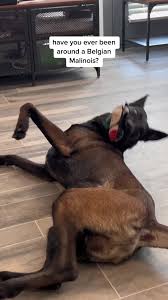 <a href="/RadTheMaligator/">🌞🌺🍦🌊🏖🐕Malinois Radek 🐕🐦🇬🇧🇺🇲🇧🇪</a> 
❤️#TeamMali❤️