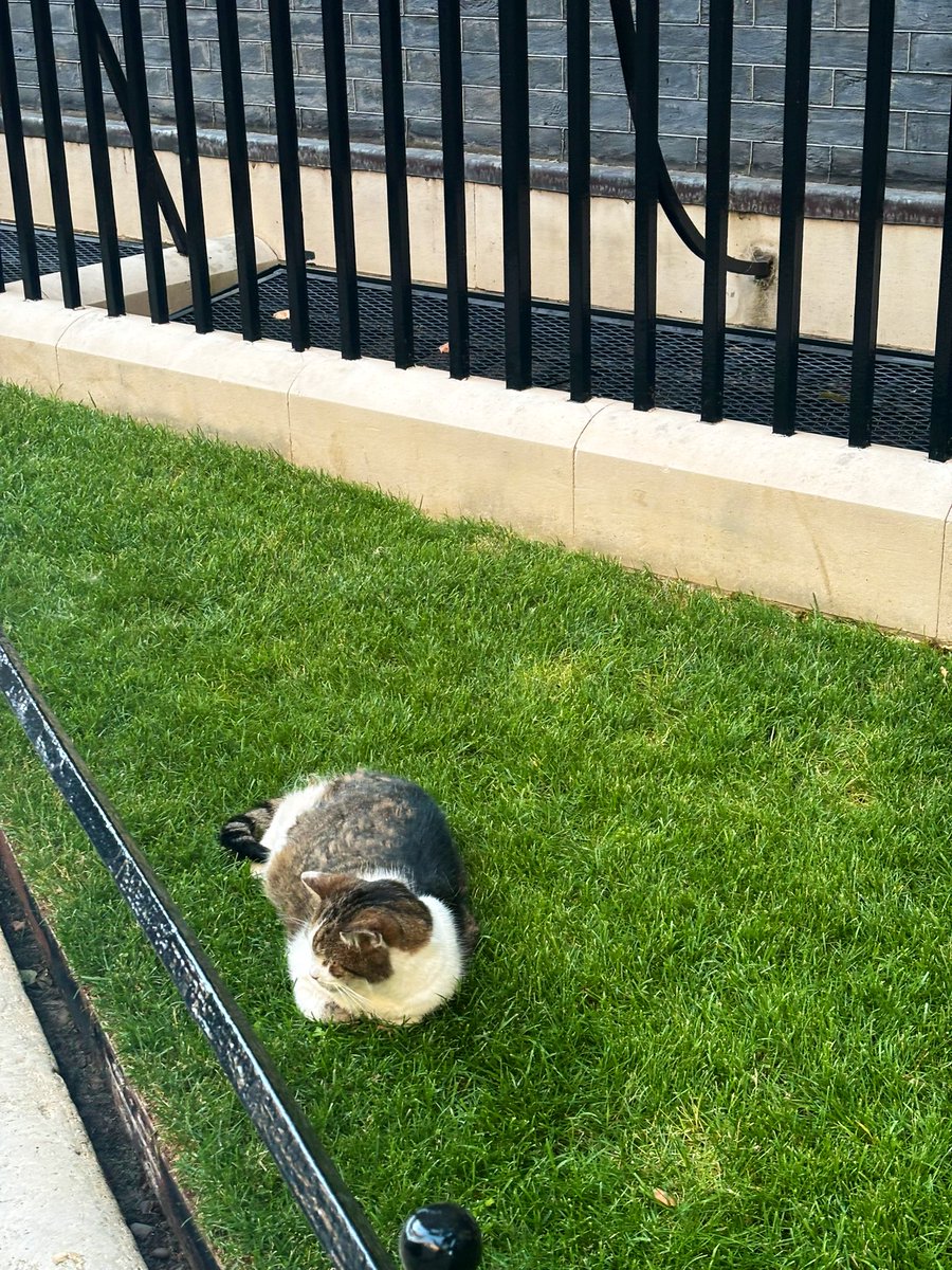 lisagillmore's tweet image. The full Downing Street experience last night, from being on the six o’clock news, visiting the rose garden and meeting the chief mouser @Number10cat