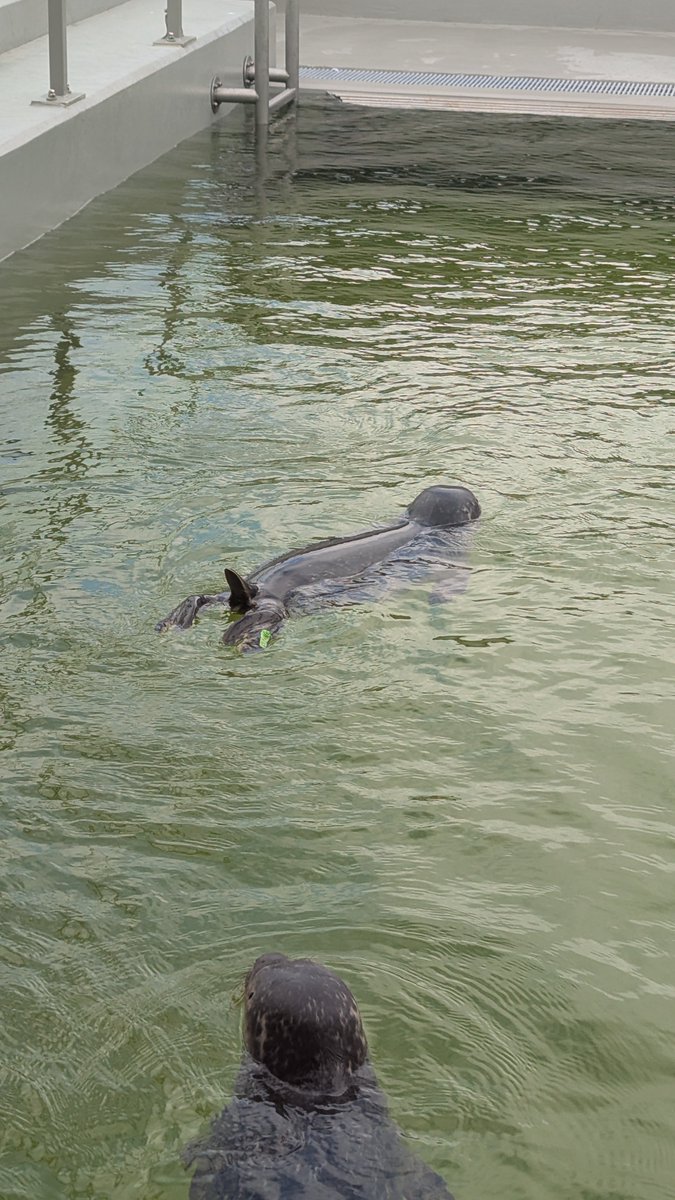 PankaSealNurse's tweet image. A cute little baby seal tail and a sleeping Patapim😌
#アザラシ幼稚園
#WEC