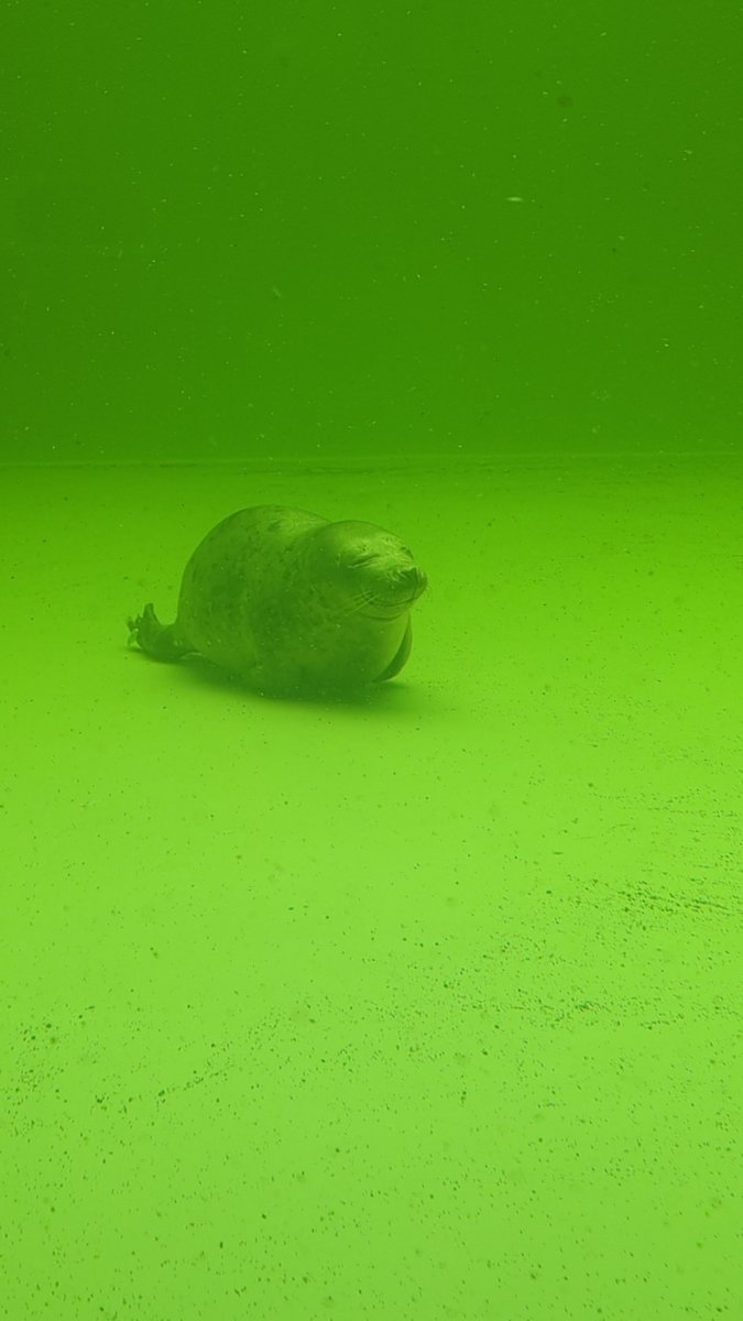 PankaSealNurse's tweet image. A cute little baby seal tail and a sleeping Patapim😌
#アザラシ幼稚園
#WEC