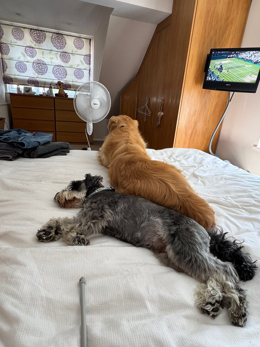 Ralph the Mini Schnauzer tweet media