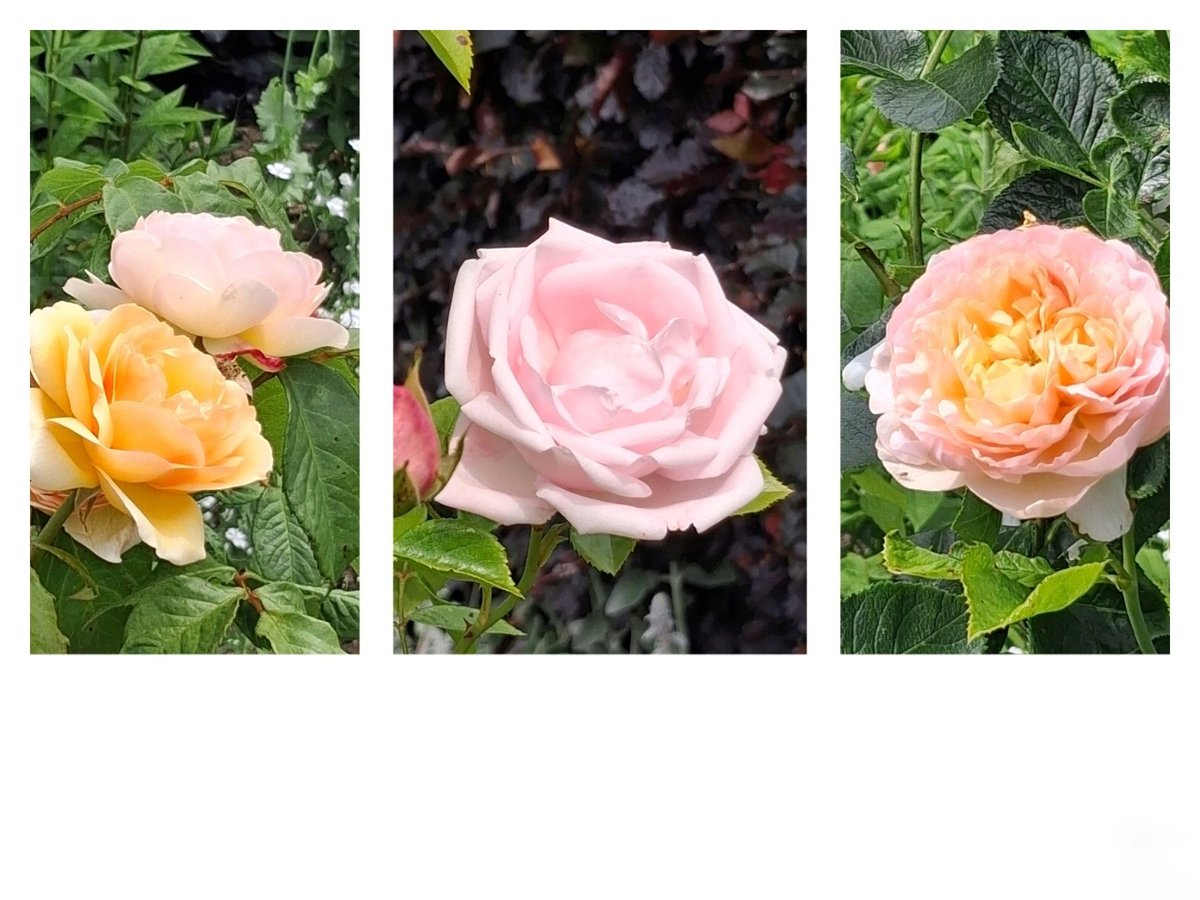 reading_ulysses's tweet image. Roses unfurl to a fleeting moment of perfection... and in the same moment dissolve to chaos. #flowersonfriday