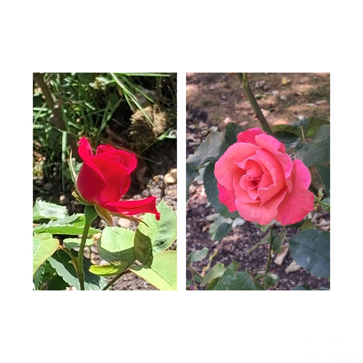 reading_ulysses's tweet image. Roses unfurl to a fleeting moment of perfection... and in the same moment dissolve to chaos. #flowersonfriday