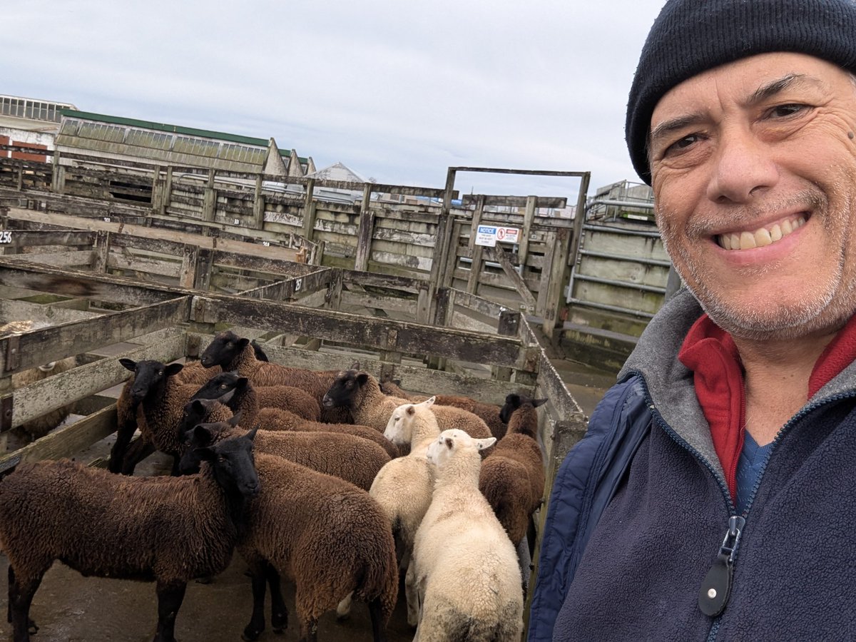 gearsgeary's tweet image. I found my sheeple! #blacksheep of the family #friendlyfeilding Friday sale.