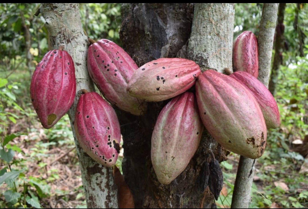 rukie_yusuf's tweet image. Cocoa is becoming an increasingly important agricultural export crop for Uganda with farmers in mukono Bundibugyo etc.
It&apos;s production is growing with a focus on quality &amp;amp; unique flavor profiles.
It is prized in its distict taste,when used in locally made chocolates #goldenposts.
