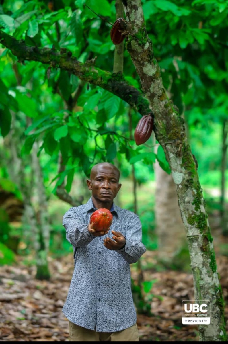 rukie_yusuf's tweet image. Cocoa is becoming an increasingly important agricultural export crop for Uganda with farmers in mukono Bundibugyo etc.
It&apos;s production is growing with a focus on quality &amp;amp; unique flavor profiles.
It is prized in its distict taste,when used in locally made chocolates #goldenposts.