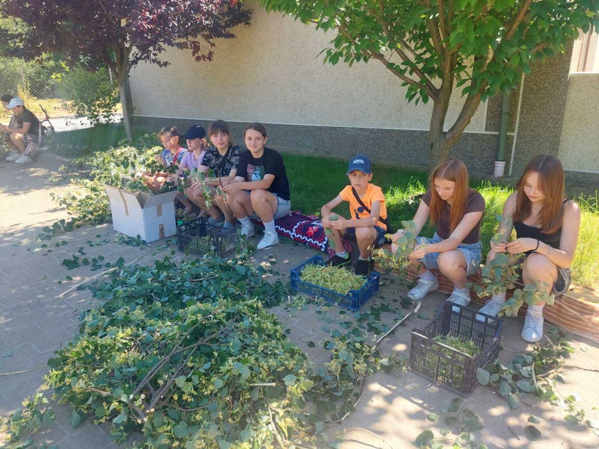 LVKitchen2014's tweet image. Our future! Linden blossom for tea🫶💛💙
#Ukraine
#VolunteerWork