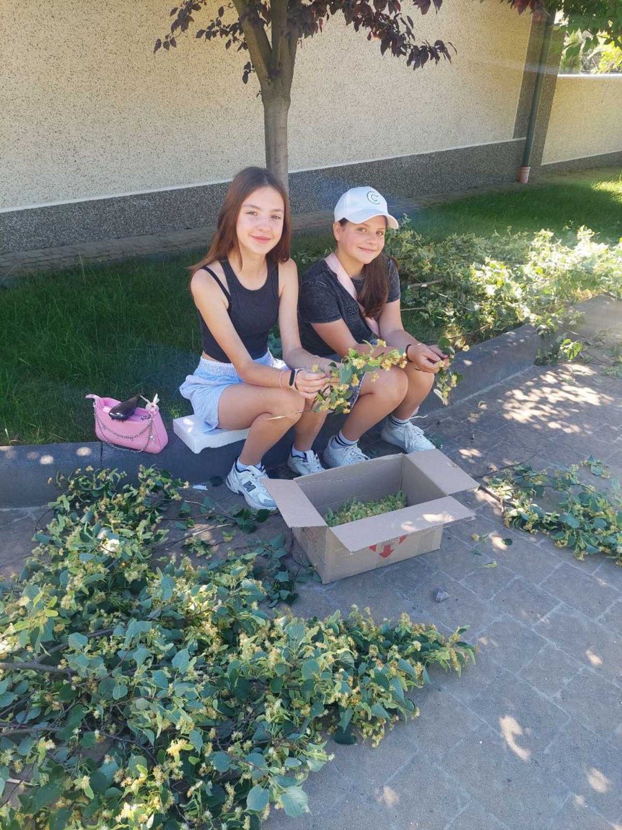 LVKitchen2014's tweet image. Our future! Linden blossom for tea🫶💛💙
#Ukraine
#VolunteerWork