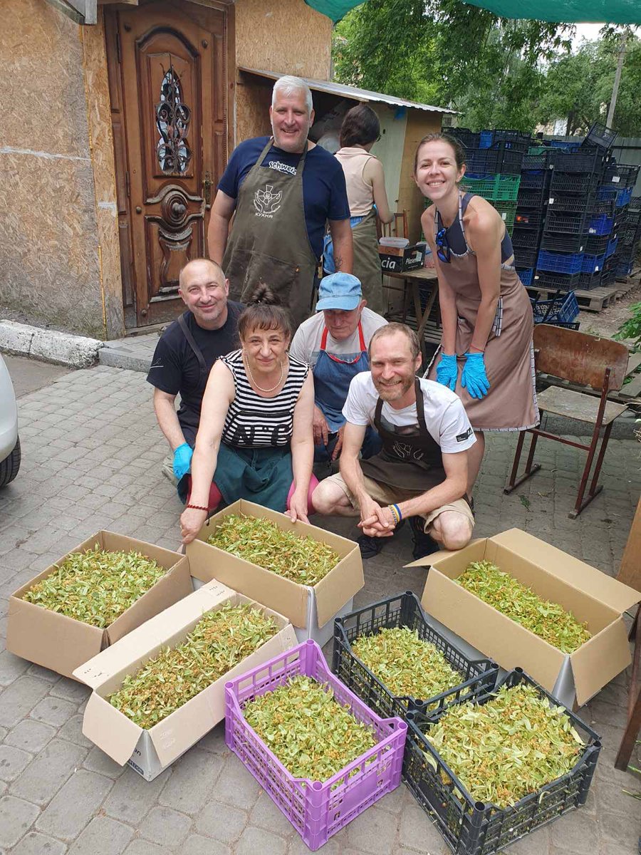 LVKitchen2014's tweet image. Our future! Linden blossom for tea🫶💛💙
#Ukraine
#VolunteerWork