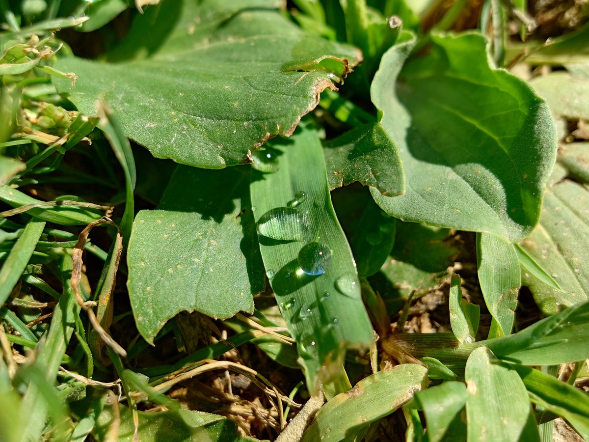 geekdegafas's tweet image. En unos días os traigo las 1as impresiones del #SonyXperia1VII. En 2
10 días, análisis.

Como es habitual, un teléfono que no es para todo el mundo, pero una vez le pillas el truco y gusto, es una maravilla.

Y las mejoras en cámaras son impresionantes. 

¡Paciencia, por favor!