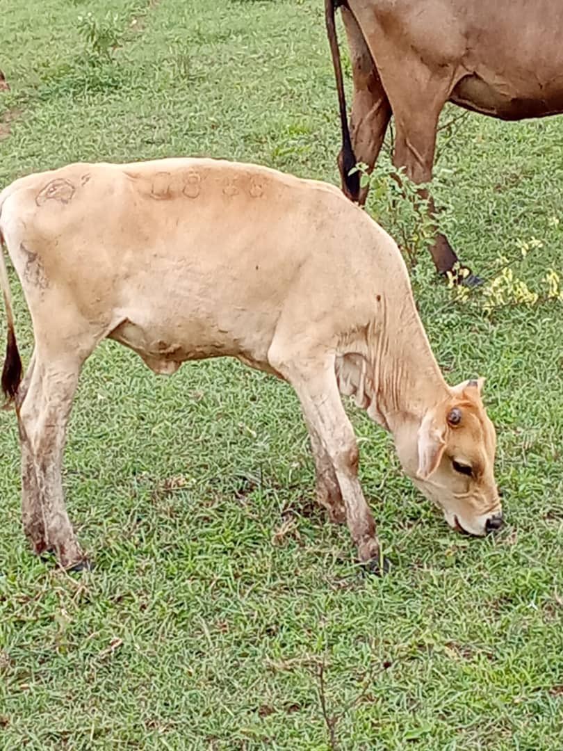 Mautas Caroras registradas ! Seguimos apostando por la es a carora y sus mestizas . 
<a href="/MGGR66/">Mariela González</a> 
<a href="/campocafeciudad/">campocafeciudad</a> 
<a href="/AVEGANAR/">Asociacion Venezolana de Ganaderia Regenerativa</a>