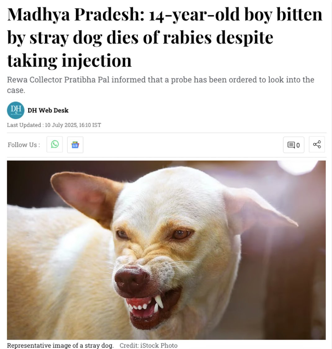 Local authorities should remove all stray dogs from the streets. Strays dogs belong in shelters and not in the streets. Or dog lovers can adopt them and keep them inside their homes.