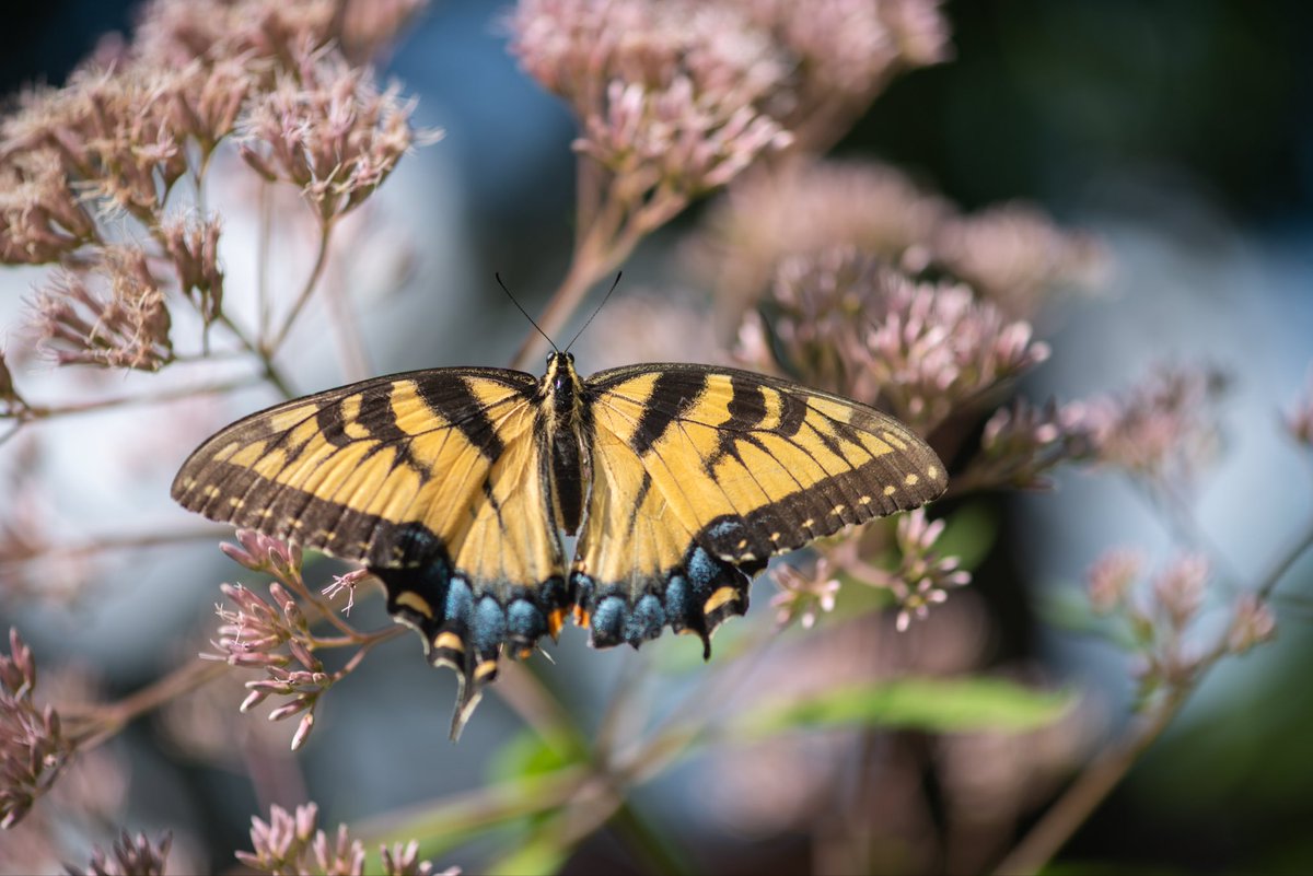 A female Eastern Tiger Swallowtail alights ever so gently on the flamboyant umbels of Joe-Pye Weed.