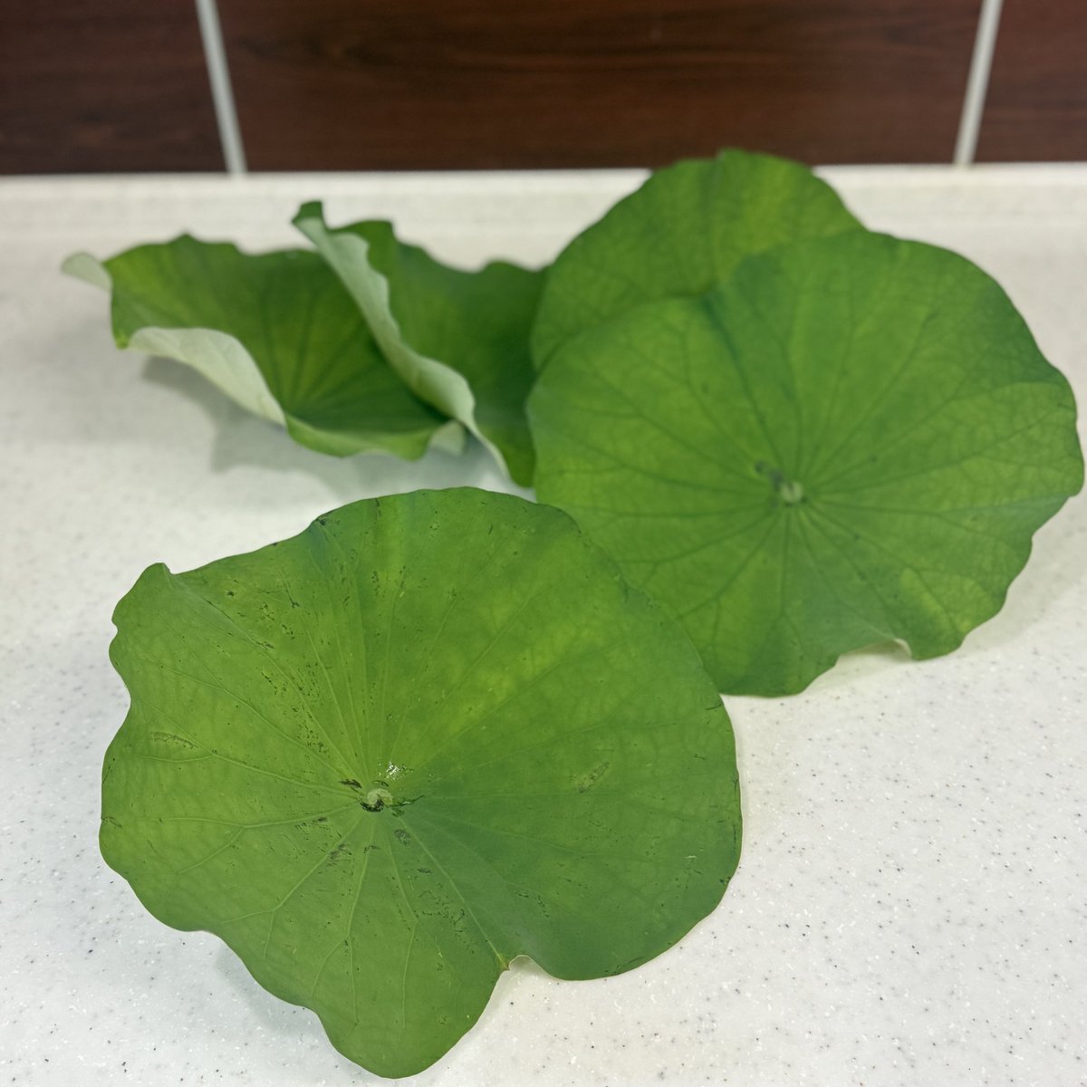 mio7007's tweet image. お盆の準備(蓮の葉)をしました
水で濡らしたキッチンペーパーを挟んで冷蔵庫の野菜室で保存。くるくるになりません。
お米と茄子ときゅうりをさいの目切りにした水の子をお供えします🪷
