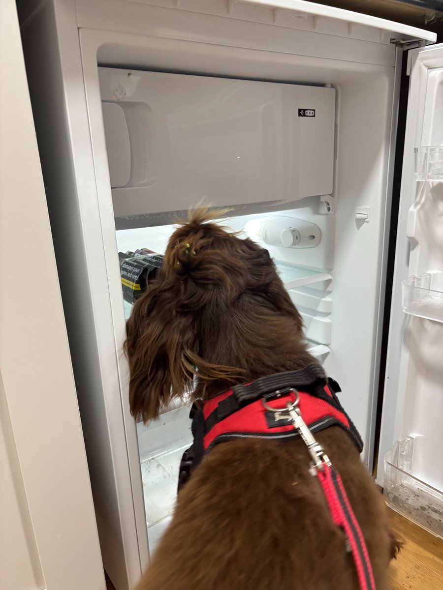 Meet Frankie!
Frankie is part of our Trading Standards team - a specially trained detection dog who helps us sniff out illegal tobacco.

He joins us a few times a month and was out again last week helping us crack down on crime and protect public health.
nottinghamcity.gov.uk/information-fo…