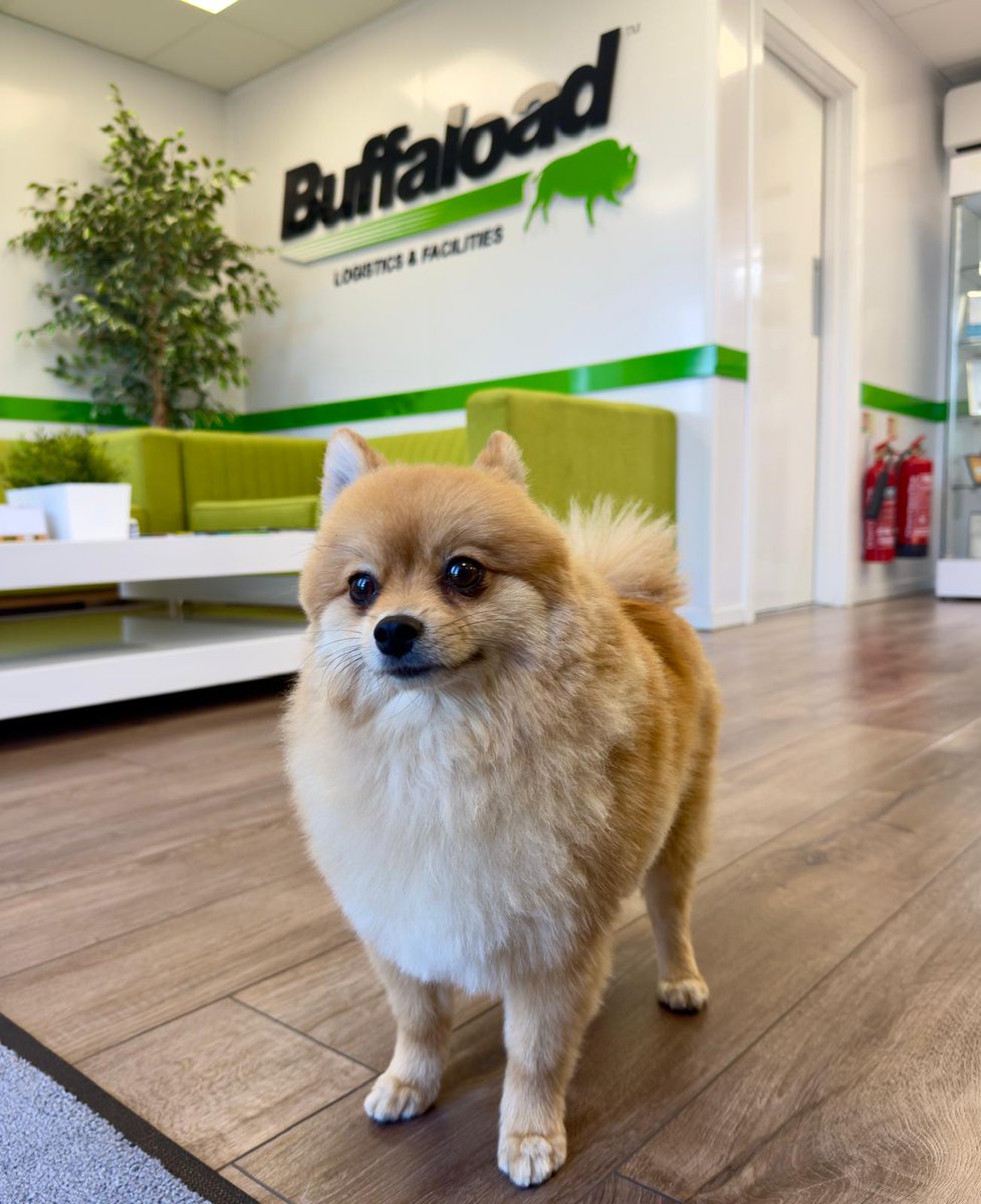 Friday visitor alert! 🐶

Say hello to Basil the Pomeranian, who popped in to spread some fluff and Friday cheer at Buffaload!

#buffaload #buffaloadlogistics #officevisitor #fridayfeeling #pomeranian #dogs