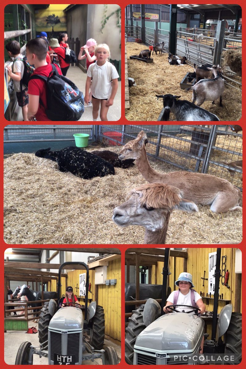Maes Y Morfa (@ysgolmym) on Twitter photo Year 3 end of year trip to Folly Farm. Year 3 end of year trip to Folly Farm.
