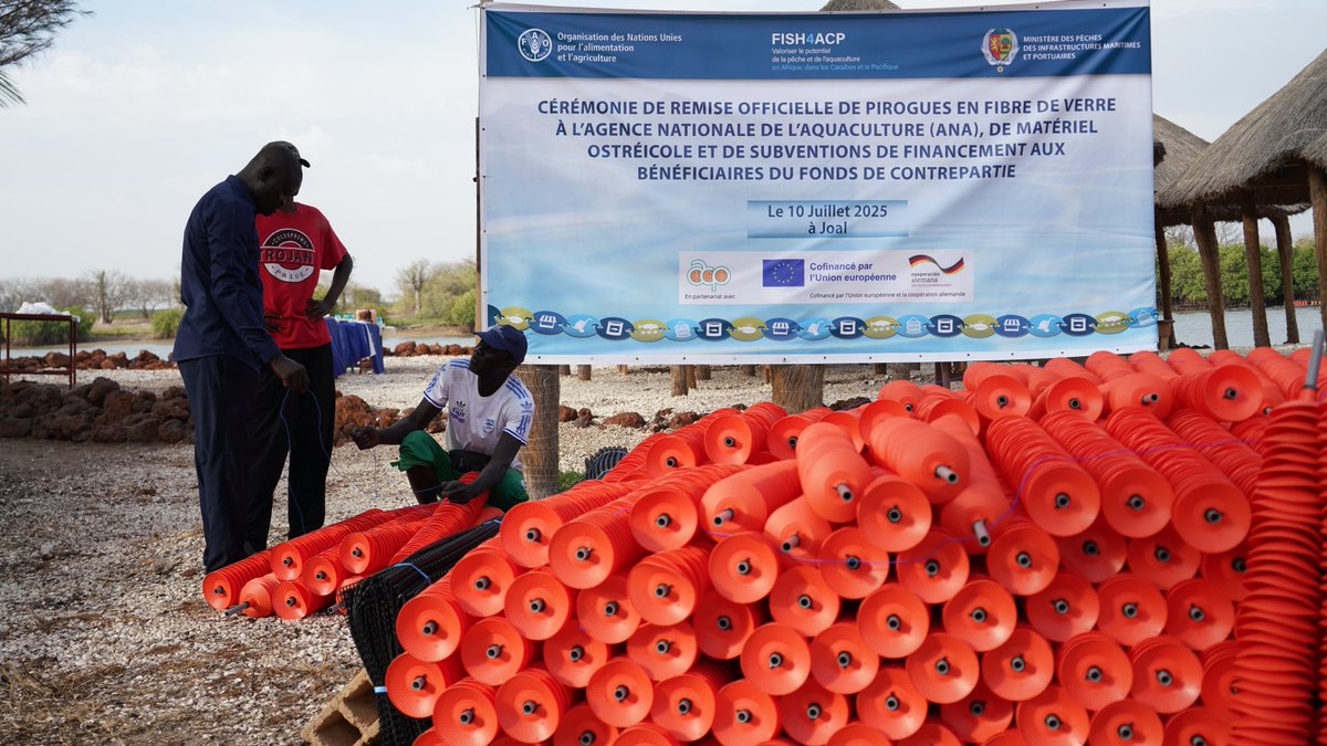 FAO West Africa (@faowestafrica) on Twitter photo 📍Joal, Sénégal
<a href="/FAO/">Food and Agriculture Organization</a> a remis des pirogues, subventions et du matériel ostréicole, valeur 213 millions FCFA, au ministère des Pêches, aux GIE et entreprises pour rendre la filière ostréicole durable et inclusive. #FISH4ACP #BlueTransformation
<a href="/EU_Partnerships/">EU International Partnerships 🇪🇺</a> <a href="/BMZ_Bund/">Bundesentwicklungsministerium</a> <a href="/PressACP/">OACPS Secretariat</a> 📍Joal, Sénégal
<a href="/FAO/">Food and Agriculture Organization</a> a remis des pirogues, subventions et du matériel ostréicole, valeur 213 millions FCFA, au ministère des Pêches, aux GIE et entreprises pour rendre la filière ostréicole durable et inclusive. #FISH4ACP #BlueTransformation
<a href="/EU_Partnerships/">EU International Partnerships 🇪🇺</a> <a href="/BMZ_Bund/">Bundesentwicklungsministerium</a> <a href="/PressACP/">OACPS Secretariat</a>