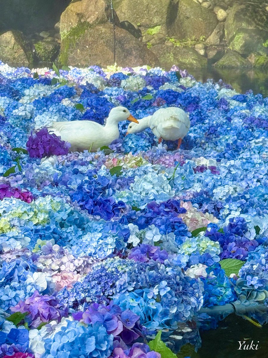 AK52008210's tweet image. こんばんは✨
雨引観音にて
紫陽花の水中華💜🪿
2025/07/03
今日も一日お疲れ様でした
︎︎𓂃⟡.·
#TLを花でいっぱいにしよう