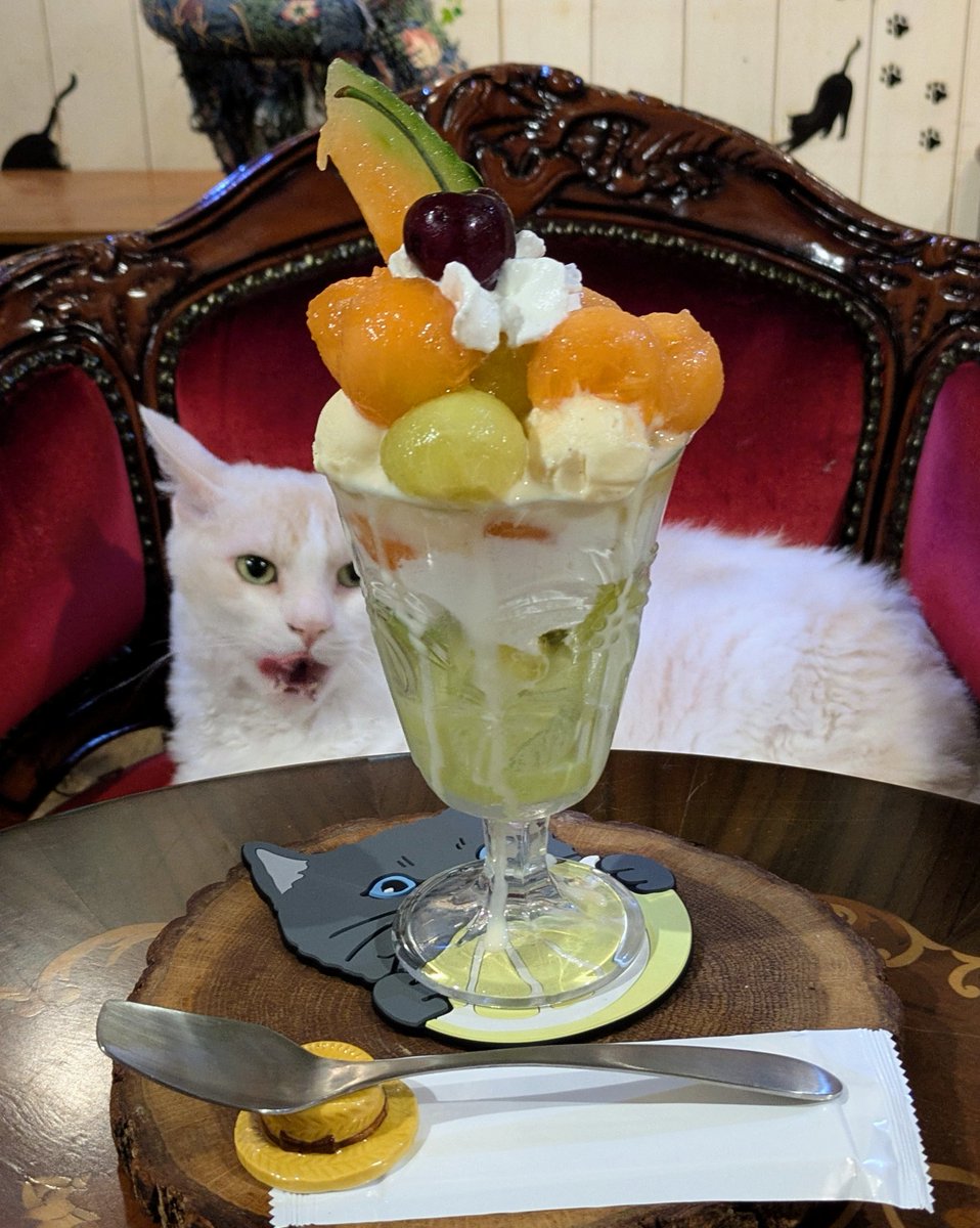 ハーシェル🐱
12歳のお誕生日おめでとう🎉

ハーシェルにメロメロメロンパフェ🍈
いただきました🎶

#ねこかわいいね #猫カフェ猫音
#大阪猫カフェ #猫好きさんと繋がりたい