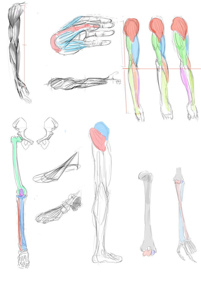 double_w1110's tweet image. 今日のモルフォ
#イラスト練習中