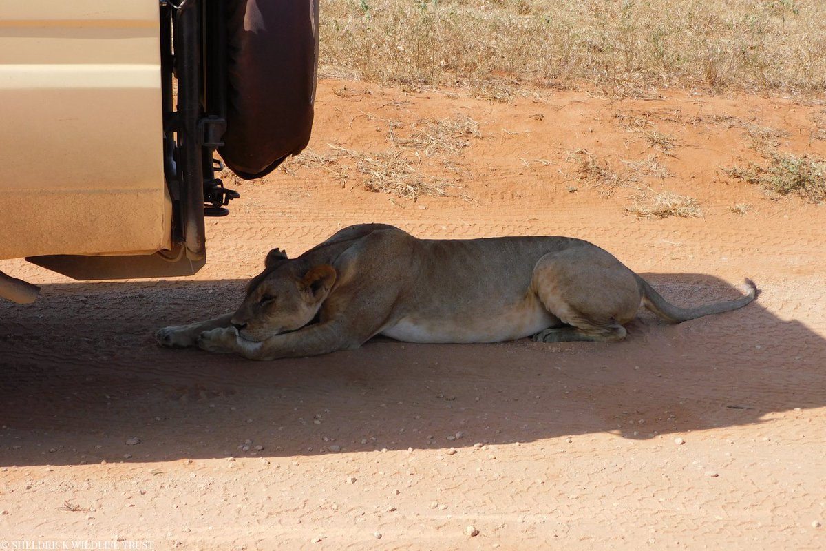 Anti-poaching isn’t just about removing snares or arresting offenders — it’s about people. People who brave the heat, tough terrain, and threat of injury during live incidents - day in and day out - to protect nature.

In recent days, our 29 SWT/KWS Anti-Poaching Teams have