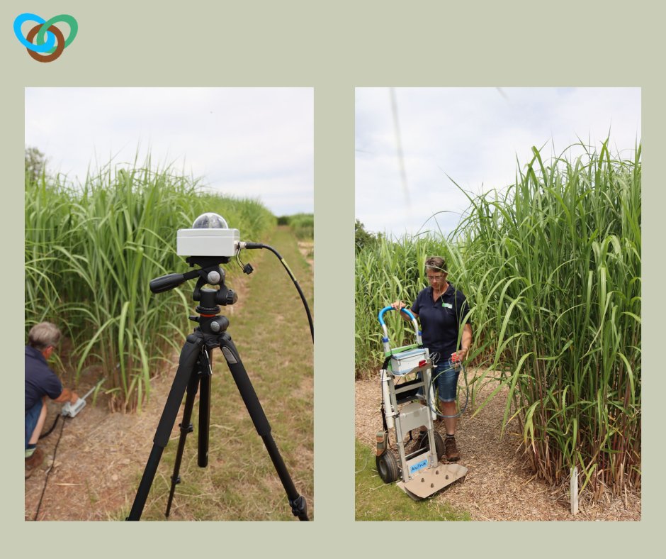 ESG technical team collaborating with NEF to assess the yield potential of new energy grasses in the UK. Using measurements of leaf photosynthesis using an IRGA and canopy development from light interception measurements. 

#miscanthus  #esg #newenergyfarms #agritech #biomass