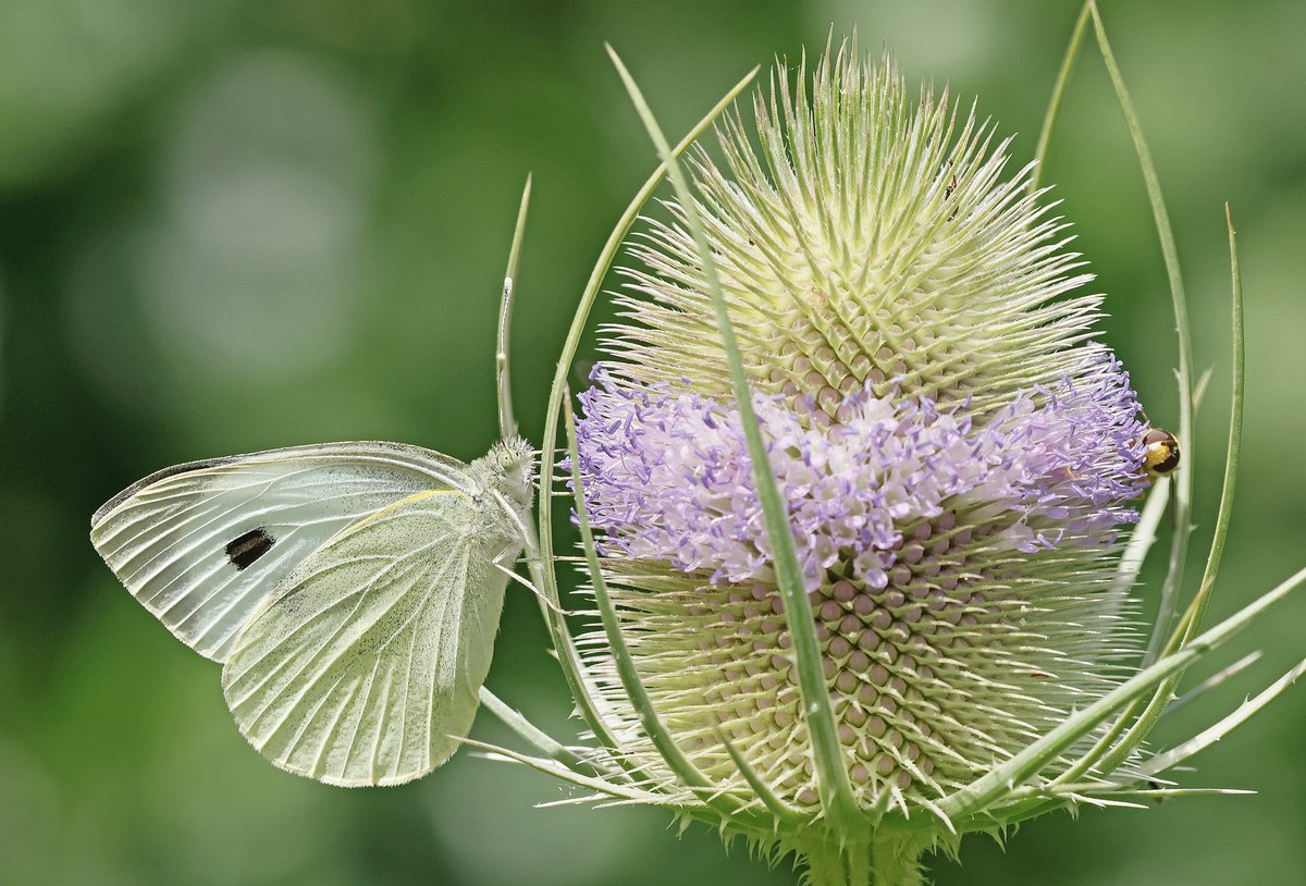 nikols_steve's tweet image. Large White on Teasel, Ryton Wood Meadows. @BCWarwickshire @savebutterflies