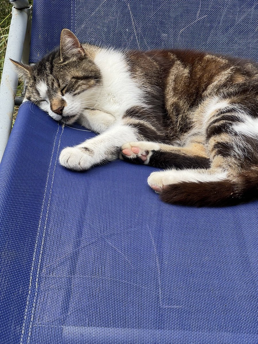 the notorious nicla🇮🇪 (@noserotonin97) on Twitter photo 