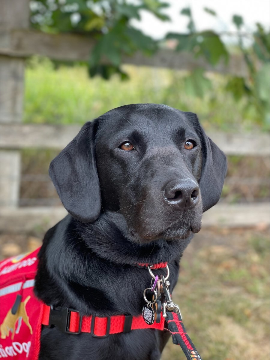 MedDetectDogs's tweet image. Zuri alerts our client, Dawne, to oncoming blackouts caused by #addisons disease.
Before having Zuri, she would often end up hospitalised and had to give up work and miss multiple special occasions and events.
Now, Zuri's alerts enable Dawne to take medication earlier and avoid…