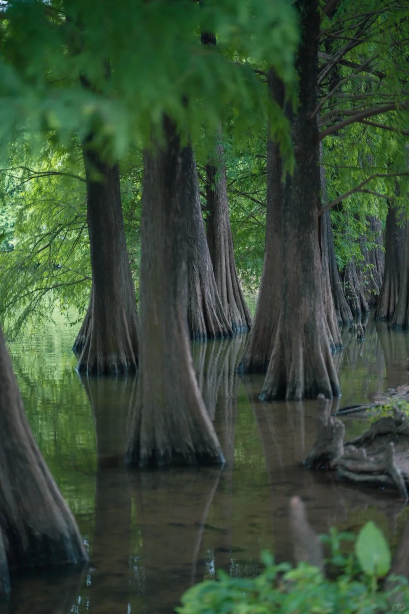 O₂ levels: 💯🌿
Step into the green lungs of #Guangzhou at the #SouthChinaBotanicalGarden, ☀️💚 and the summer breathes easy 🍃🫶 #SummerInGuangzhou #NatureInTheCity #GreenGuangzhou #GuangzhouEscape
📷 超级Lynn