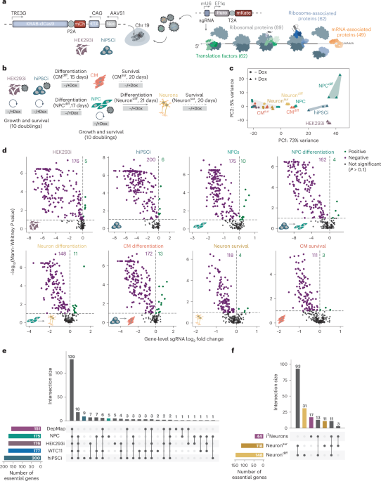NatureSMB's tweet image. New online! Comparative CRISPRi screens reveal a human stem cell dependence on mRNA translation-coupled quality control bit.ly/3TyU8za
