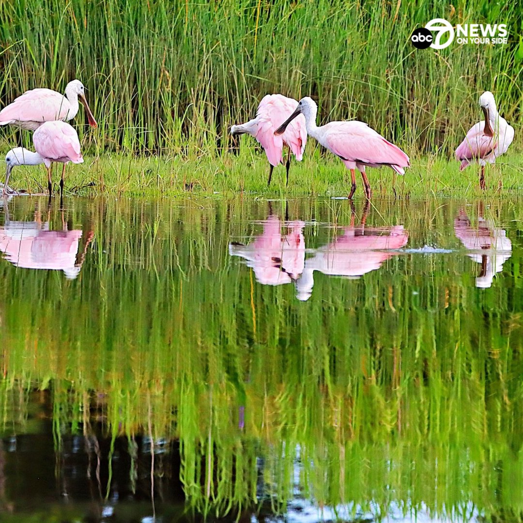 7NewsDC's tweet image. STUNNING SIGHT 💗🦩 Barbara Kirchner sent us these incredible photos of a rare sighting: roseate spoonbills at Allen’s Fresh Run in Charles County, Maryland. 😍

Have you seen them too? Share your photos with us: wjla.com/chimein