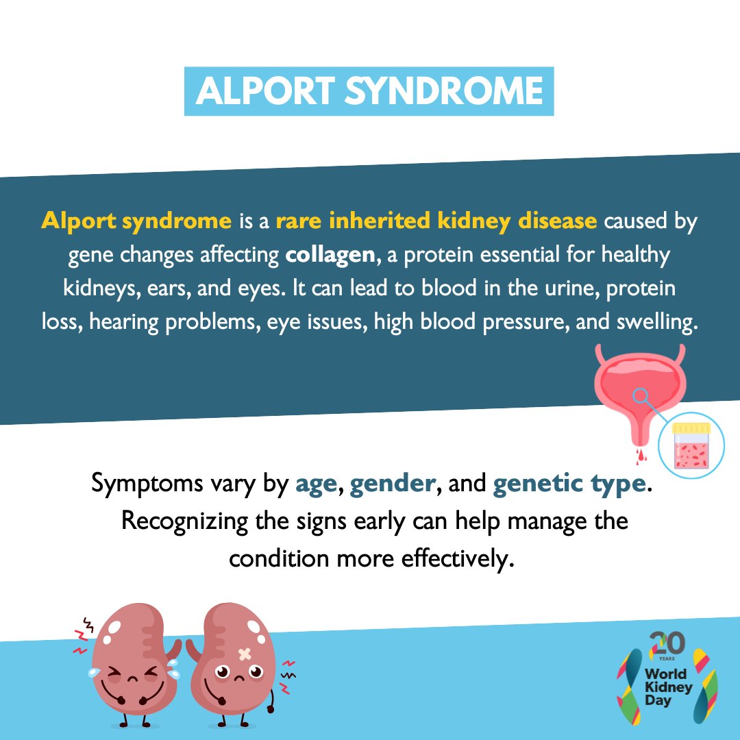 Gene mutations cause a rare kidney disease called #AlportSyndrome by damaging type IV collagen in the kidneys. This affects the filtering process, allowing blood and protein to leak into the urine.

 #WorldKidneyDay #AreYourKidneysOK #KidneyHealthMatters