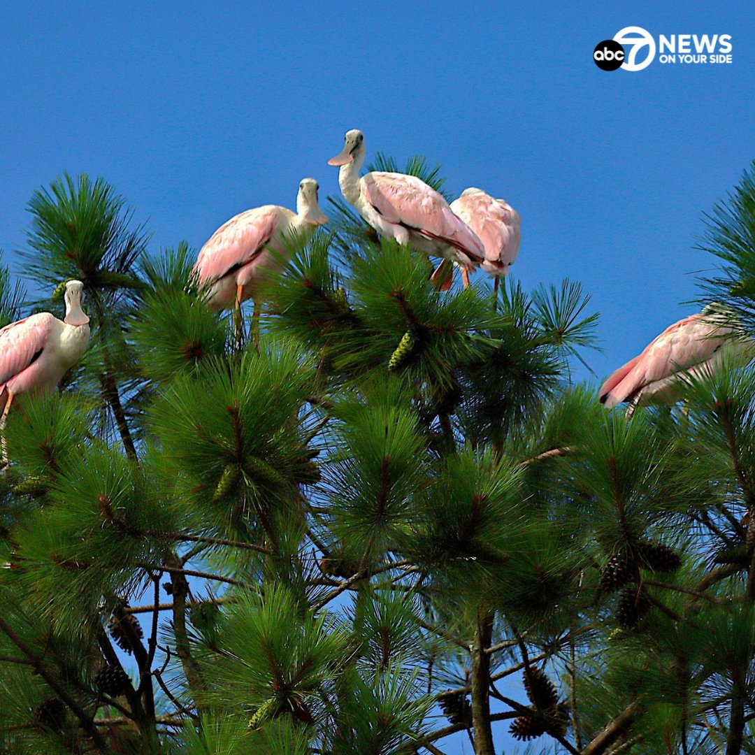 7NewsDC's tweet image. STUNNING SIGHT 💗🦩 Barbara Kirchner sent us these incredible photos of a rare sighting: roseate spoonbills at Allen’s Fresh Run in Charles County, Maryland. 😍

Have you seen them too? Share your photos with us: wjla.com/chimein