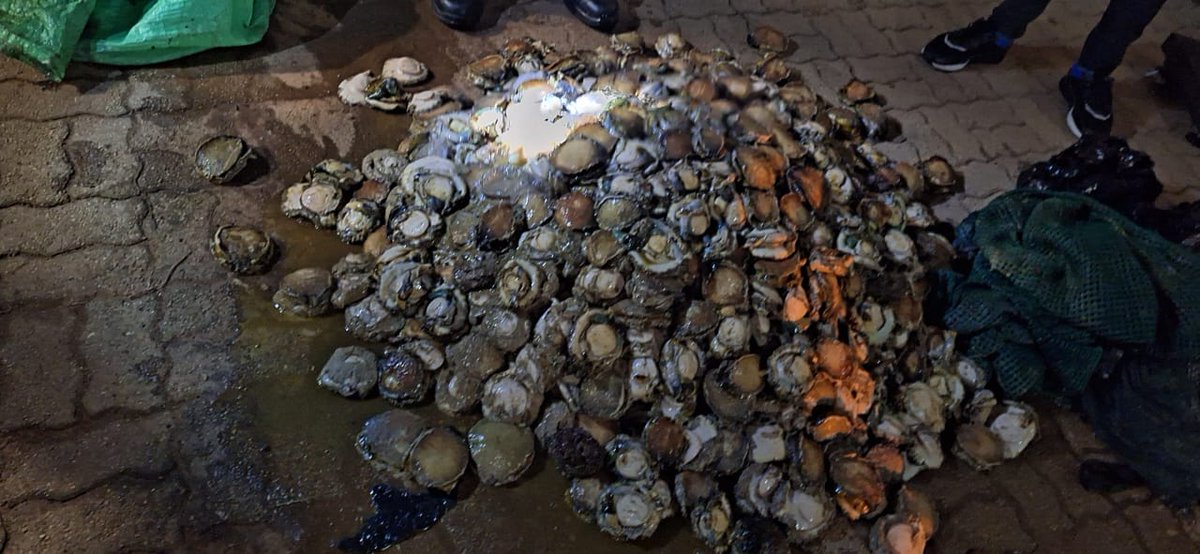 _ArriveAlive's tweet image. Five suspects arrested for possession of abalone

tinyurl.com/ykdpoj29

#ArriveAlive #Abalone @SAPoliceService