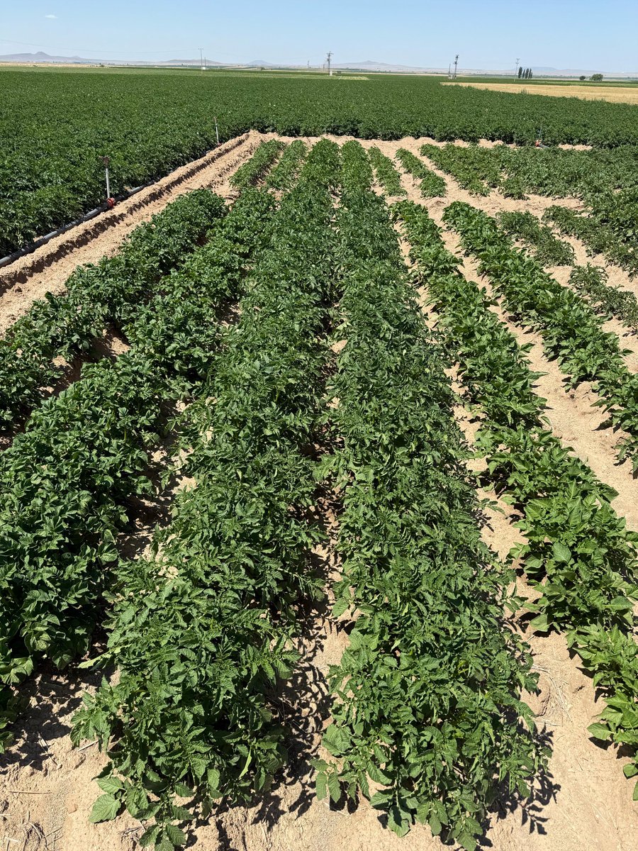 Cansu ve Karsu Patates Çeşitlerimiz Niğde Koşullarında Yetiştiriliyor

Tarım Kredi Tohumculuk A.Ş işbirliği ile yürütülen yerli ve milli patates çeşitlerimize ait demonstrasyon parselleri- Niğde Lokasyonu