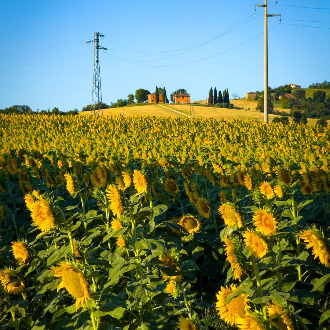 🌻 Among the sunflowers of Zola Predosa, with the San Luca Sanctuary rising in the distance.
Just outside #Bologna, summer feels like rolling hills and quiet beauty.
Ph. antonio_valzani | #inEmiliaRomagna