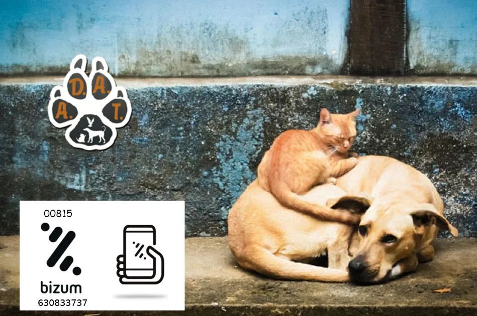 ¿ Tienes Bizum ?

Los animales nos necesitan ❤️

Puedes colaborar con nuestra asociación realizando donativos desde 1€

➡️Bizum: Entra en la opción “Donaciones” de Bizum y pon nuestro código 0️⃣0️⃣8️⃣1️⃣5️⃣.
Si tu banco no tiene esa opción puedes enviarlo al 630833737.

Gracias.