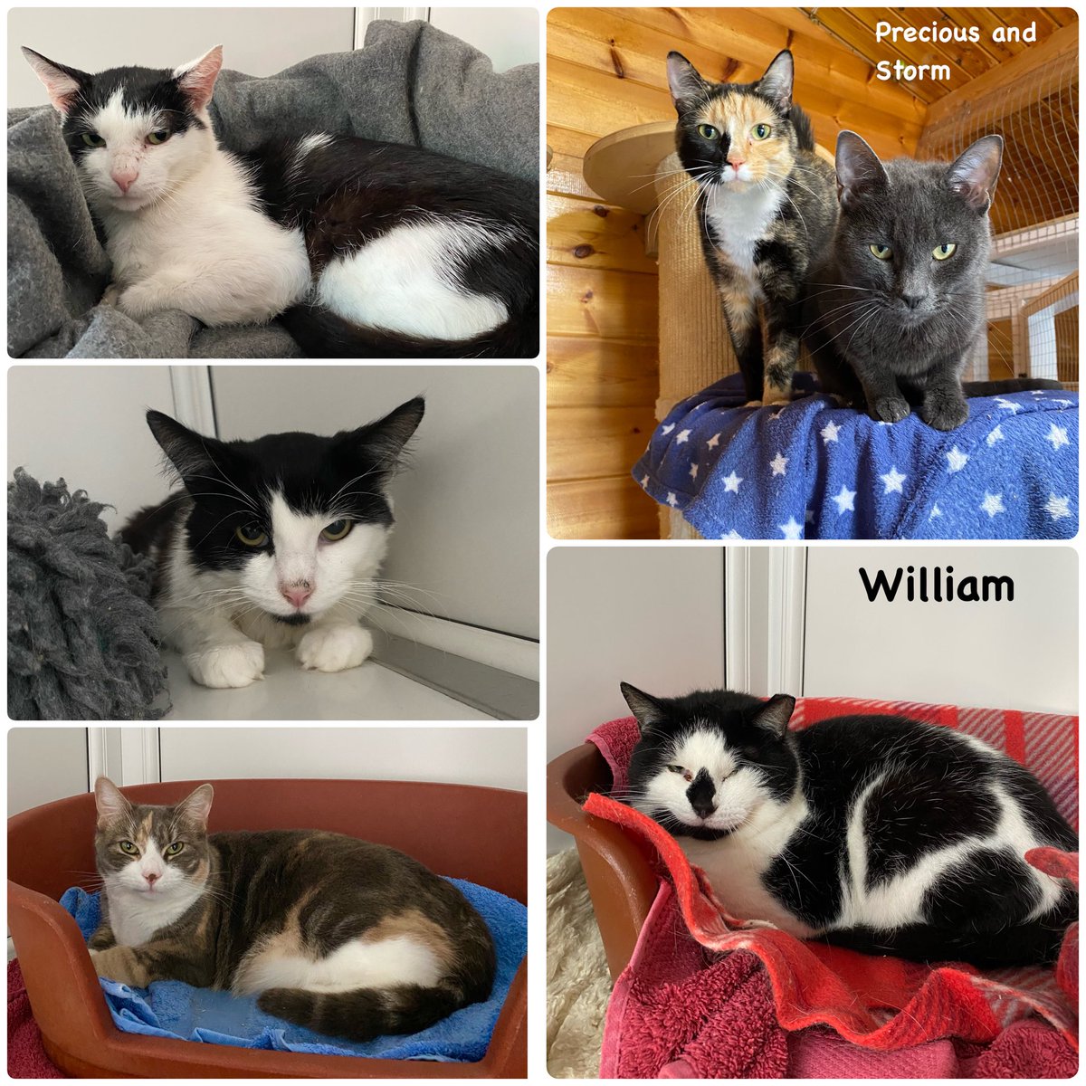 Just a few of the cats at the shelter waiting for new homes.
If you are interested in adopting give the helpline a call and they can explain the process and arrange your home check, 01992 626110
#friyay #adoptdontshop