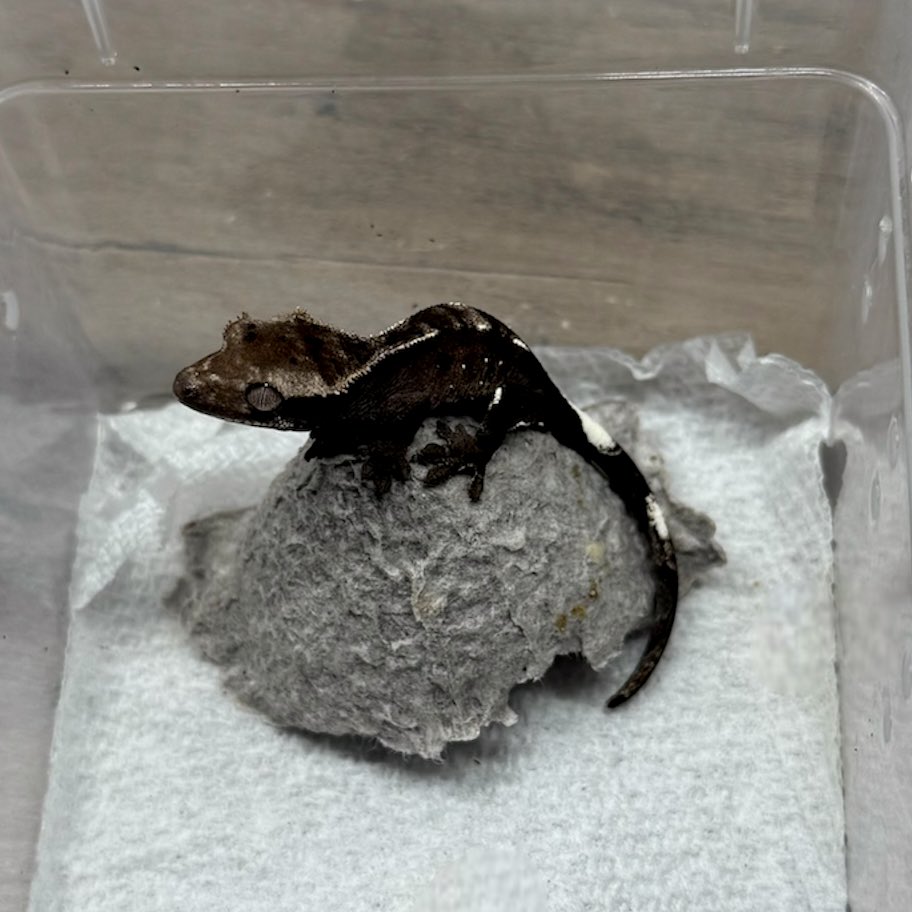 RadEye_reptiles's tweet image. アザンのダルメシアン
スポットが大きい
そしてクレスの手みたい