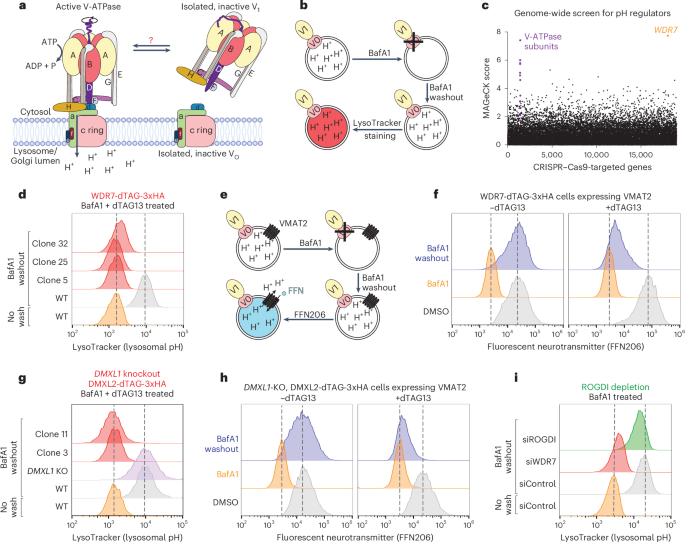 NatureSMB's tweet image. New online! A heterotrimeric protein complex assembles the metazoan V-ATPase upon dissipation of proton gradients bit.ly/3GjrXRN