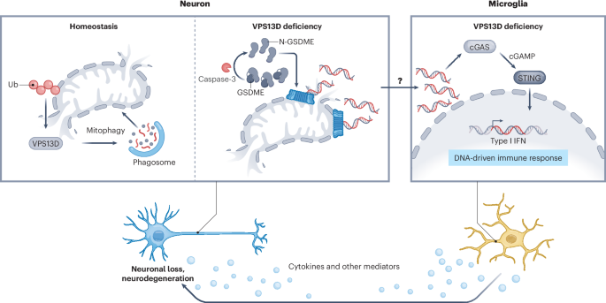 NatureSMB's tweet image. New online! Neuronal VPS13D loss drives microglial activation bit.ly/40f7gNz