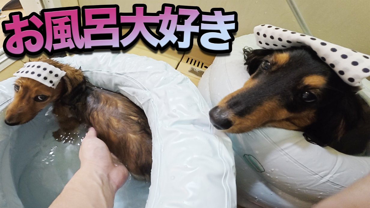 すしらーめんりくVery Very Sexy Dog パーカーネイビー M すしらーめん《りく》 on X: 