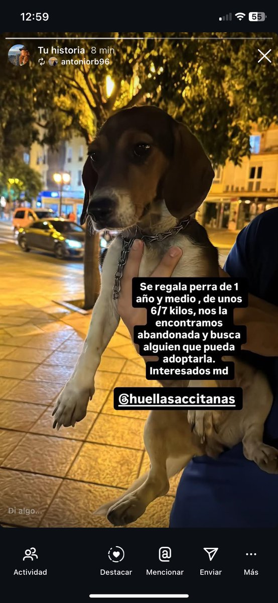 Beleenlt's tweet photo. Se regala perra de 1 año y medio. De unos 6/7 kilos. Nos la encontramos abandonada y necesita un hogar. Interesados md. https://t.co/EqUdB7XeNm