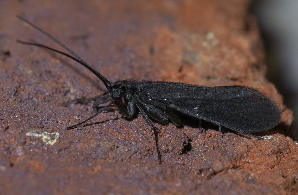 MacFlies 🌨 tweet media