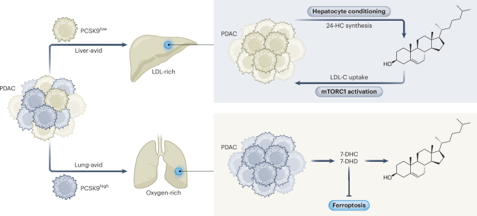 NatureSMB's tweet image. New online! A marker for sterol-dependent metastatic tropism bit.ly/4kIhqOc