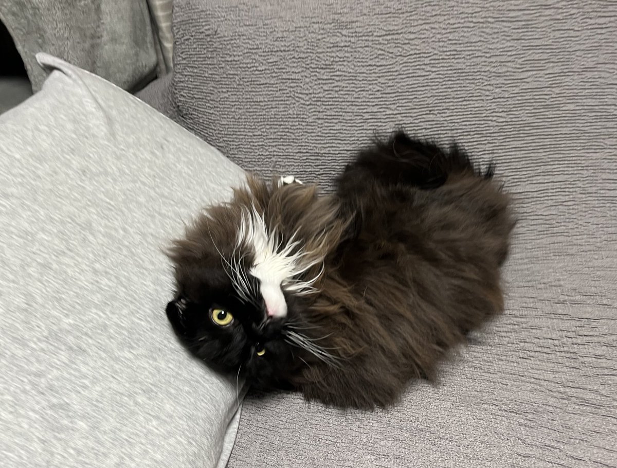 unagineko_una's tweet image. 毛むくじゃらの何か
#白黒猫 #猫のいる暮らし #猫