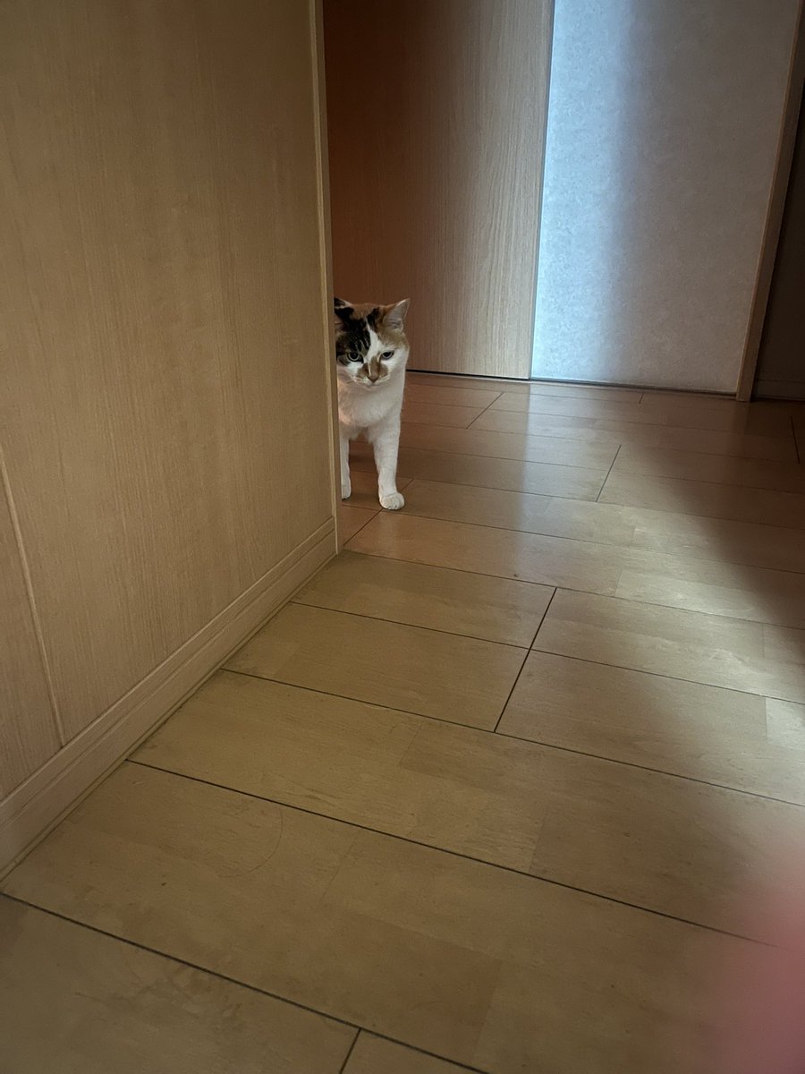 この先にあるご飯を食べたい気持ち vs 嫌なやつ(私)が目の前にいるので近づきたくない気持ち
#今日も嫌われてる